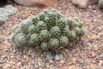cactácea  cactus