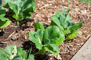 Chinese cabbage in home garden