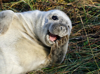 Grey seals on the beach