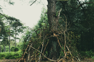 Vintage home