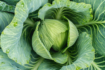 Young cabbage top view. Green leafs. Nature. Background