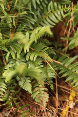 green fern leaves