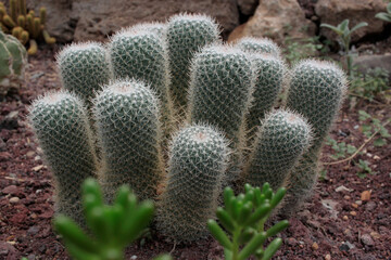 cact&aacute;cea cactus