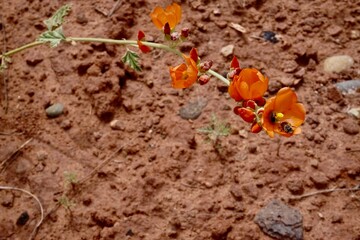 Moab rock and nature in Utah
