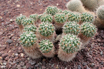 cact&aacute;cea cactus