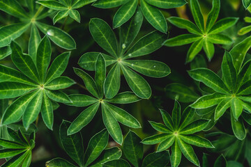 Green plant top view. Plant texture background. Summer