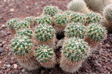 cactácea cactus