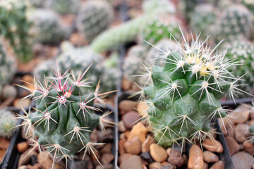 cact&aacute;cea cactus