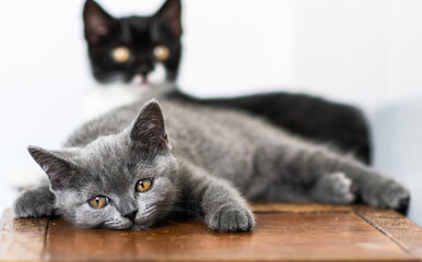 Naklejka premium Portrait of cute blue british short hair kitten. Selective focus.