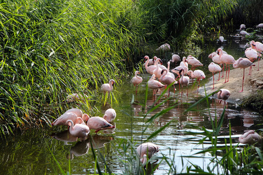 A flock of pink flamingos on the banks of a pond overgrown with reeds