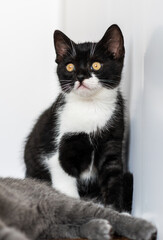 Bicolor british shorthair kitten, cute paws. black and white cat