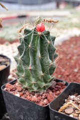 cact&aacute;cea  cactus
