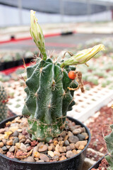 cact&aacute;cea cactus