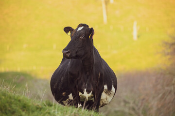 Pregnant cow 
