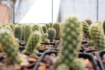 cact&aacute;cea cactus