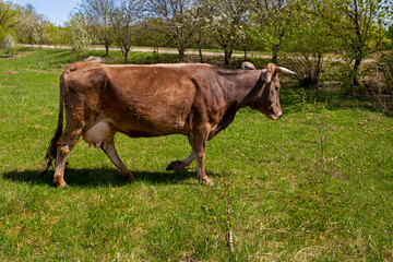 Obraz premium A brown cow grazes on green grass against. Spring, full udder of milk.