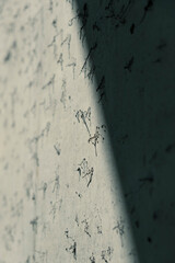 Abstract natural background texture. Vines on concrete with harsh diagonal light. 