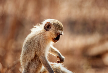 vervet monkey
