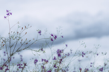 Violet wild flowers in a field against cloudy sky background