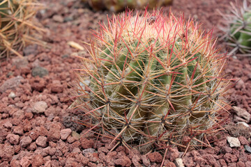 cact&aacute;cea cactus