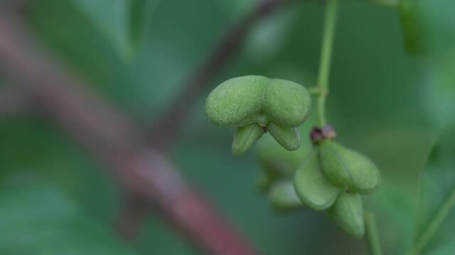 Immature green fruits of Spindle Tree (Euonymus europaeus) - (4K)	
