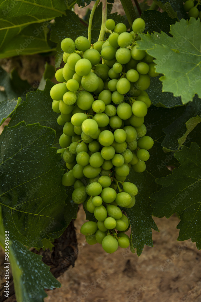 Wall mural Vertical shot of green grape of the vine