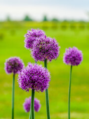 blooming purple flowers of decorative garlic on a blurred green natural background