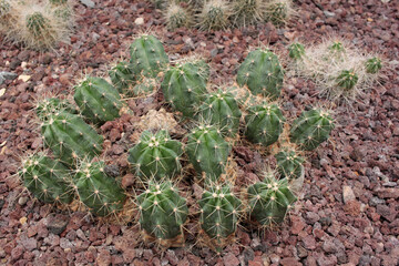 cact&aacute;cea  cactus