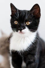 Bicolor british shorthair kitten, cute paws. black and white cat