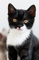 Naklejka na ściany i meble Bicolor british shorthair kitten, cute paws. black and white cat