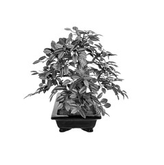 Bonsai tree isolated on a white background - 369562138