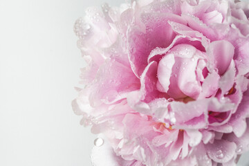 big light pink peony with water drops on petal. close up
