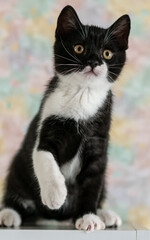 Bicolor british shorthair kitten, cute paws. black and white cat