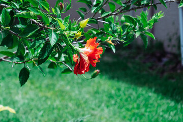 Hibiscus Rosa flower in summer