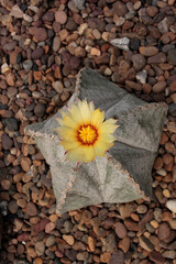 cact&aacute;cea cactus