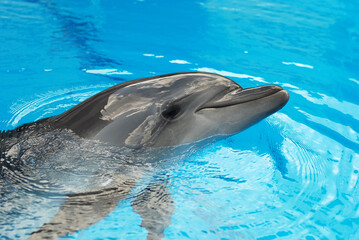 Obraz premium The black sea bottle-nose dolphin in the sky blue water