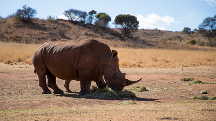 Obraz premium Mother and baby rhino are standing next to each other.