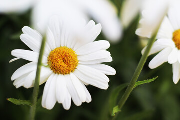 Fototapeta premium chamomile flowers in garden