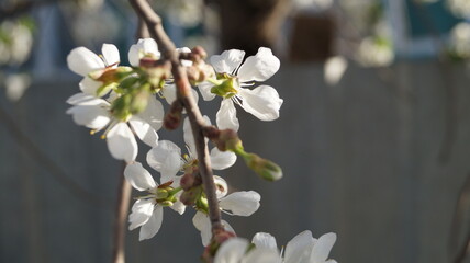 white flowers on a tree