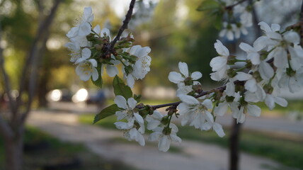 spring in the park