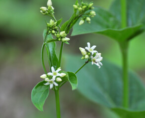 In spring, Vincetoxicum hirundinaria blooms in the forest