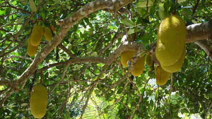Stinkfruchtbaum auf den Seychellen