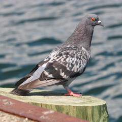 Pigeon perched on stump staring at the water