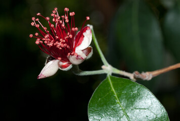 The burst of carmin staments out of the smaller white petals - it's a Feijoa flower