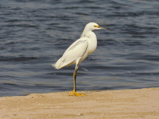 heron on the beach