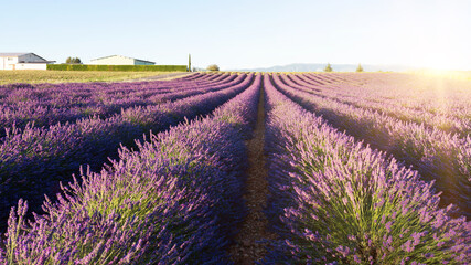 Obraz na płótnie Canvas Lavender fields at Plateau de Valensole, Provence, southern France