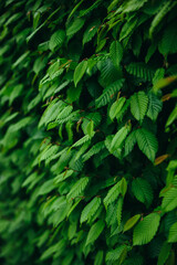 Closeup perspective view of bright green wall