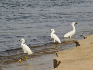 great white heron