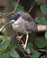Black Crowned Night Heron Bird Stock Photos. Adult bird close-up perched and displaying its plumage, head, beak, eye, and enjoying its habitat and environment with a blur foliage background. Picture. 