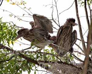 Black crowned Night-heron bird. Black-crowned Night Heron juvenile birds perched on a branch with spread wings in their environment and habitat with a sky background. Picture. Portrait. Image.